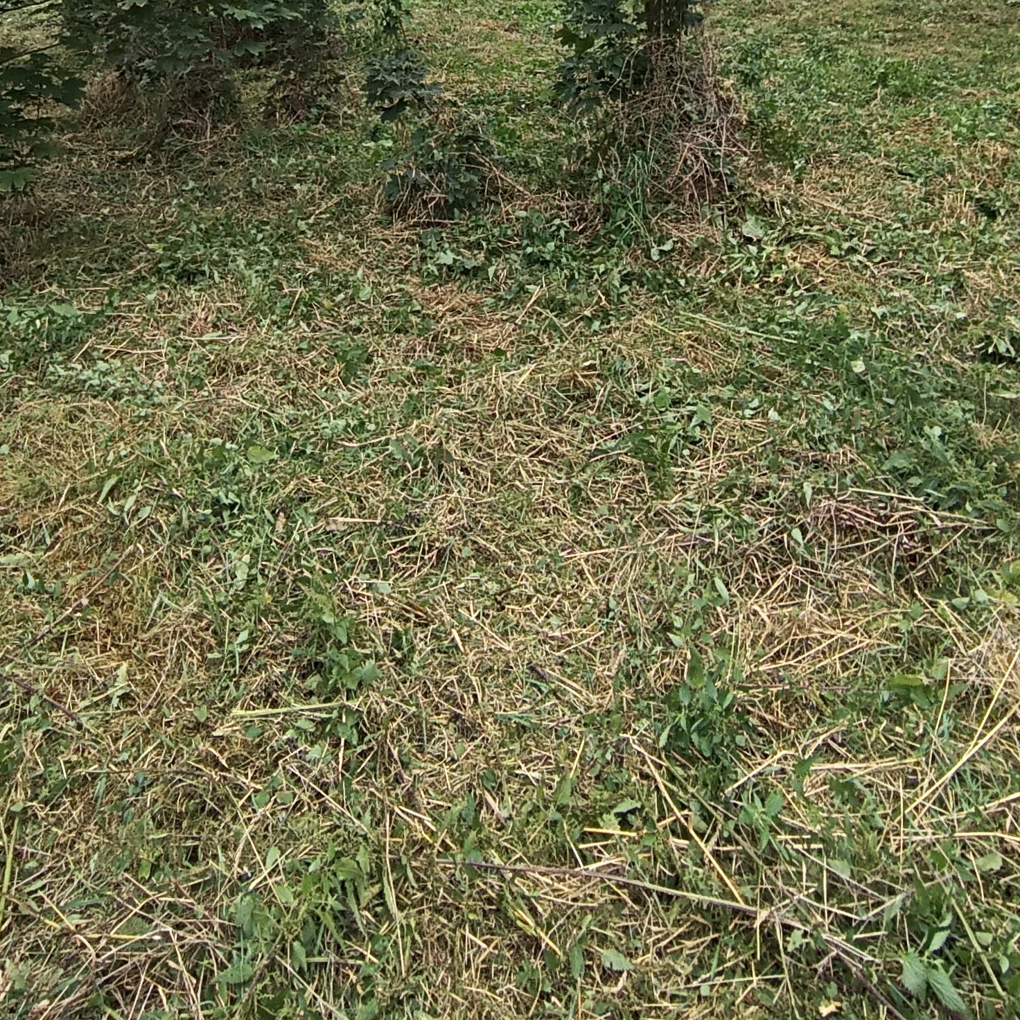 Świeżo skoszona trawa i drobne gałęzie na trawniku po pielęgnacji, widoczne krzewy w tle, naturalne światło.