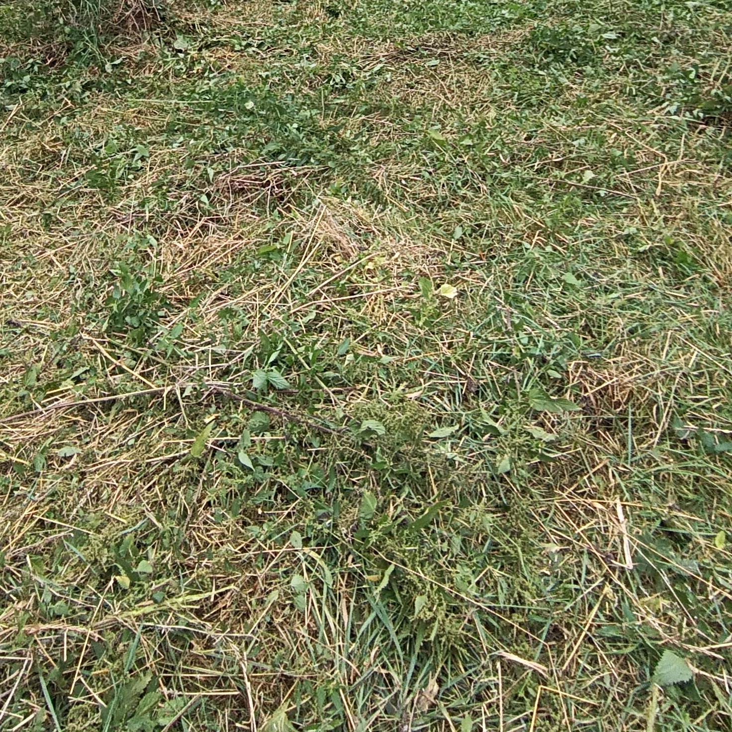 Świeżo skoszona trawa z widocznymi źdźbłami i drobnymi roślinami, rozsypana po ziemi. Bliski kadr, ukazujący teksturę i detale trawy po koszeniu.