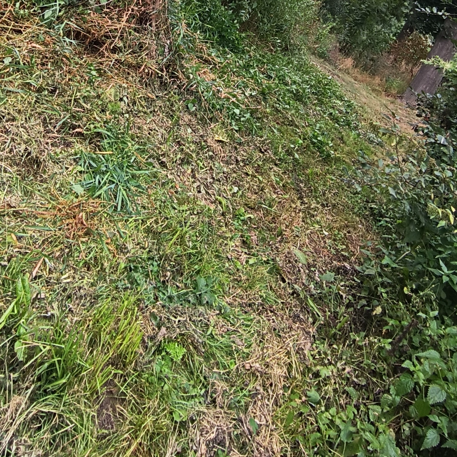 Świeżo skoszona trawa z resztkami pokosu na nierównym terenie, widoczne drzewa w tle, zieleń w różnych odcieniach.