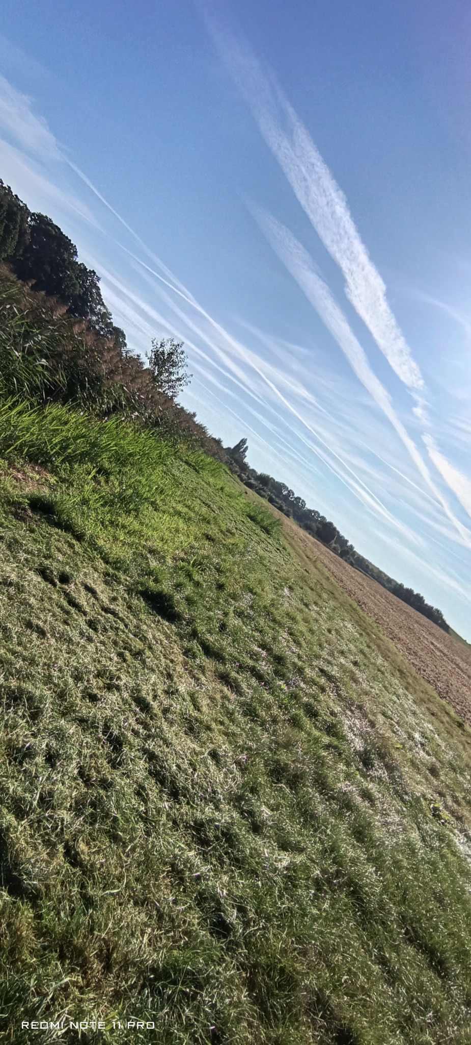Świeżo skoszona trawa na polu w słoneczny dzień. Widoczne ślady po samolocie na błękitnym niebie. Ujęcie z niskiej perspektywy podkreśla fakturę skoszonej trawy.
