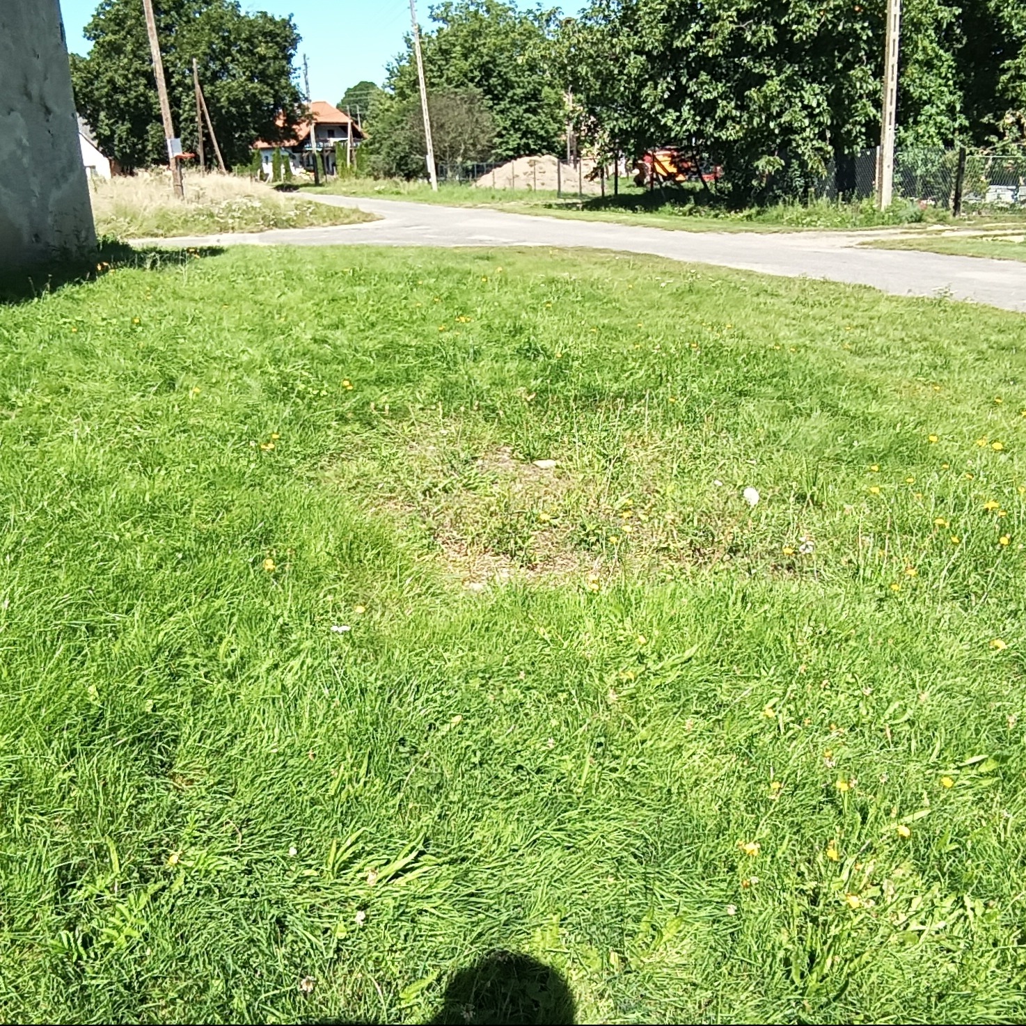 Nierównomiernie skoszony trawnik z żółtymi kwiatami, widoczna droga i dom w tle. Częściowo zacieniony obszar trawy.