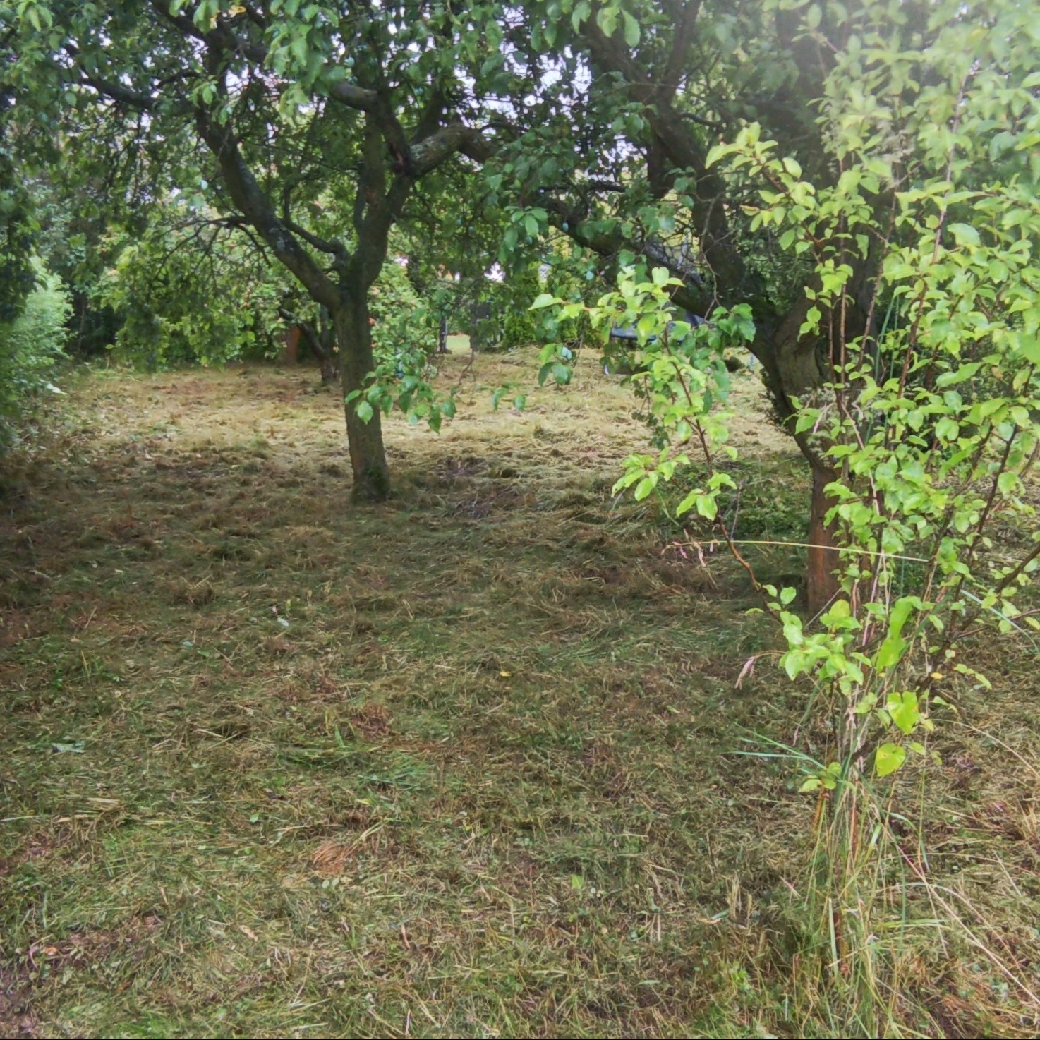 Trawa skoszona w sadzie z drzewami owocowymi. Świeżo skoszona trawa równomiernie rozłożona na powierzchni. Widok na drzewa z młodymi liśćmi.