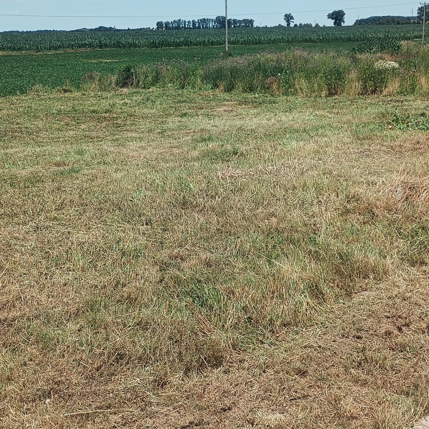 Pole z wyschniętą trawą i zielonym polem uprawnym w tle. Widoczne słupy energetyczne i drzewa na horyzoncie. Słoneczny dzień.