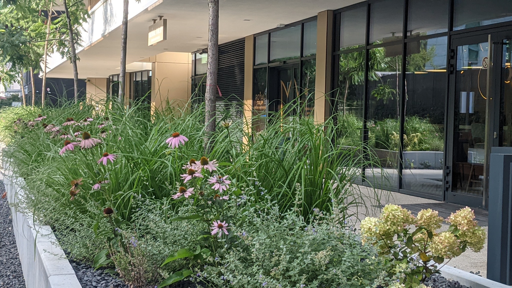 Zaprojektowana i zrealizowana przez nas zieleń w Royal Tulip przy ul. Grzybowskiej w Warszawie.