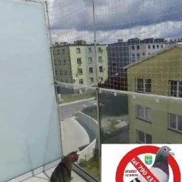 Siatki Ludwik - Zabezpieczenie balkonu siatką ochronną przed ptakami, widok z góry. Kot obserwuje otoczenie. Na dole logo firmy z przekreślonym gołębiem i numerem telefonu.