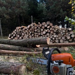 Wycinka drzew Sosnowiec 2