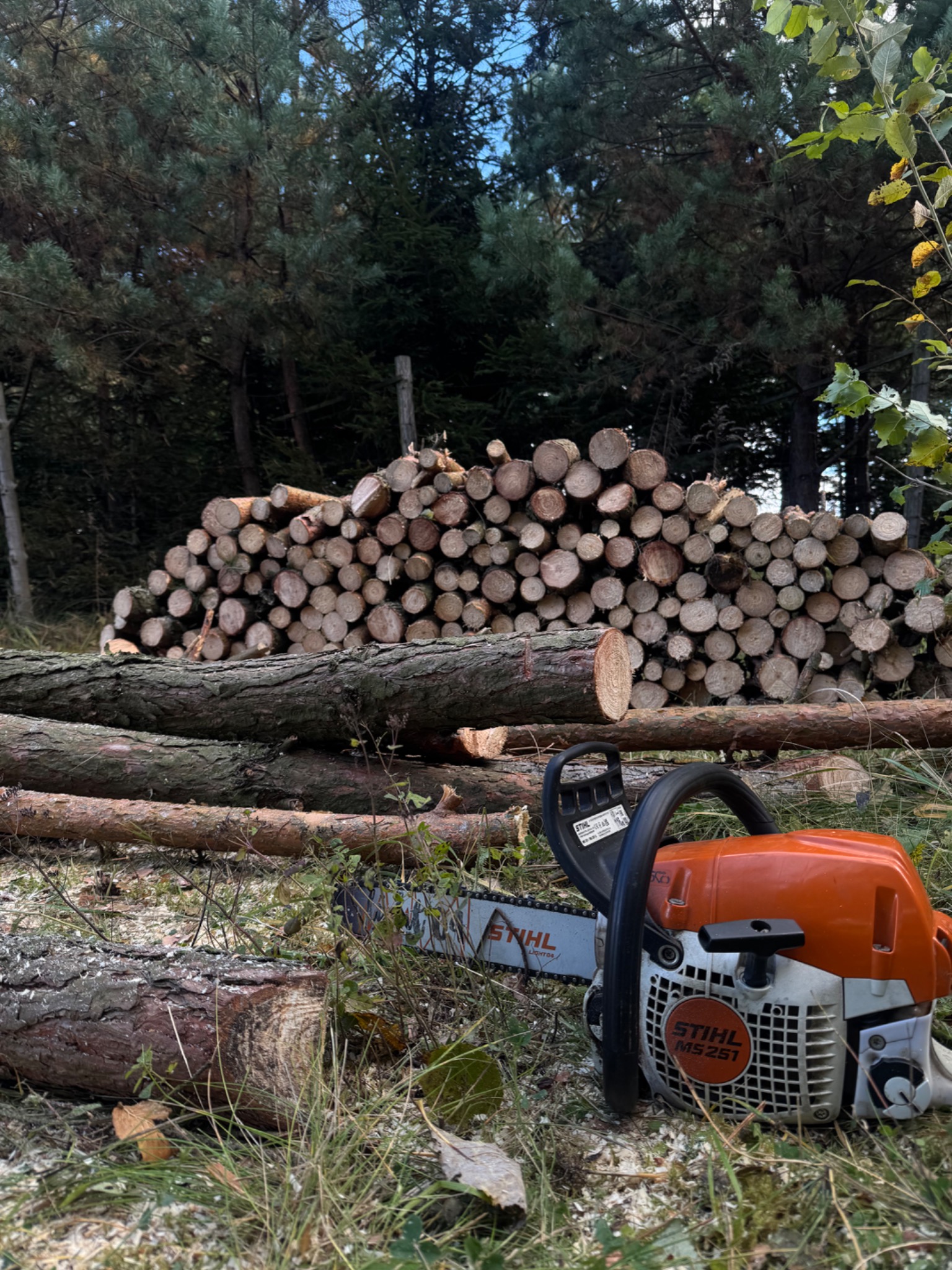 Stos pociętego drewna w lesie z piłą Stihl MS 251 na pierwszym planie. Świeżo ścięte pnie i gałęzie leżą na ziemi. W tle wysokie drzewa iglaste.