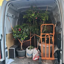 DBJ Transport - Wnętrze białego busa wypełnione roślinami doniczkowymi, drzewkami i wózkiem transportowym, zabezpieczonymi pasami. Przeprowadzka roślin.