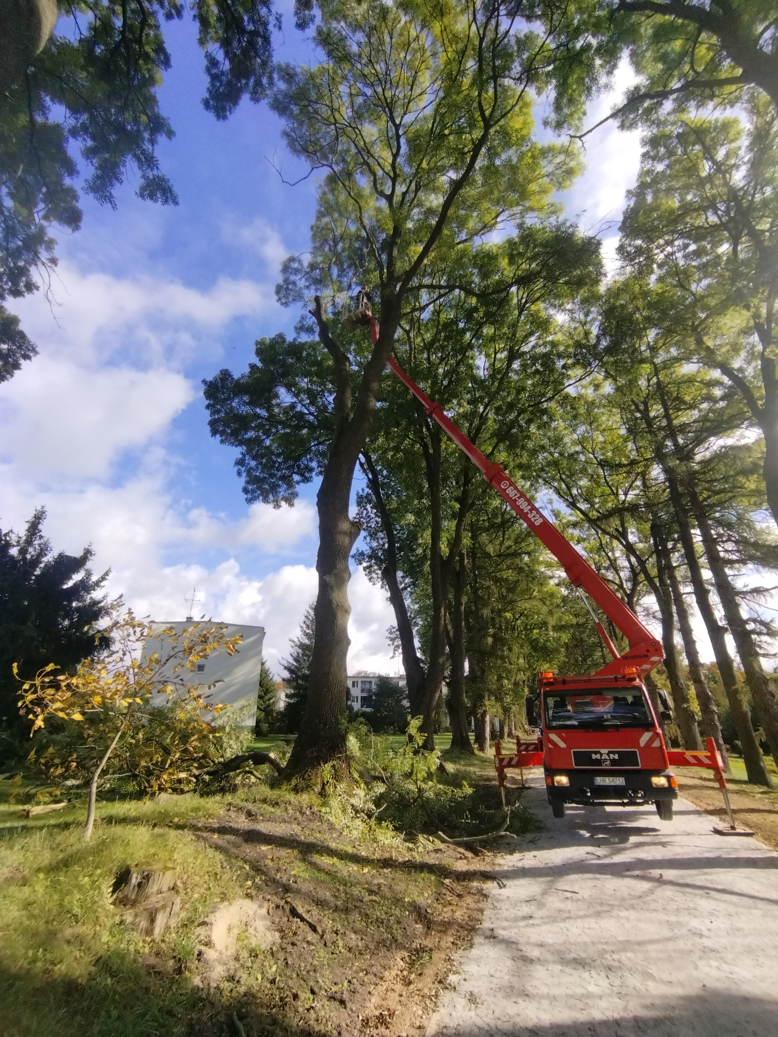 Cięcie drzewa z podnośnika koszowego MAN na tle parku i błękitnego nieba z chmurami. Widoczne ścięte gałęzie. Praca na wysokościach.