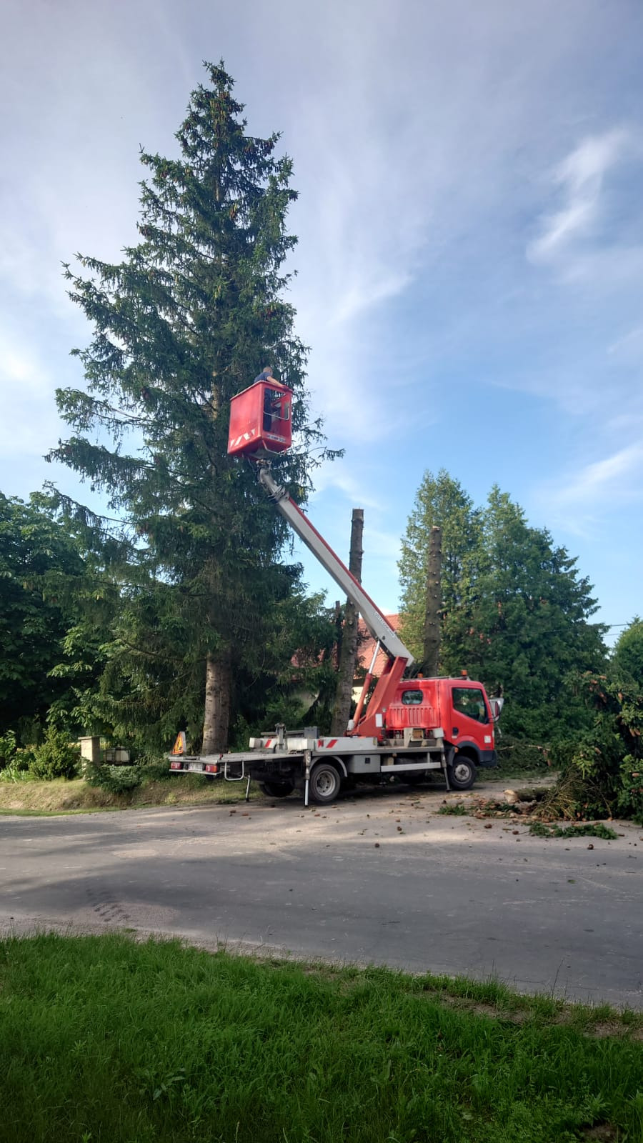 Cięcie pielęgnacyjne wysokiej choinki z podnośnika koszowego. Widoczne ścięte pnie drzew, co sugeruje etap prac. Czerwony podnośnik na tle błękitnego nieba.