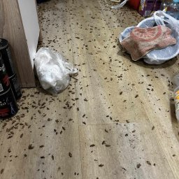 Prusaki po zabiegu zamgławiania
