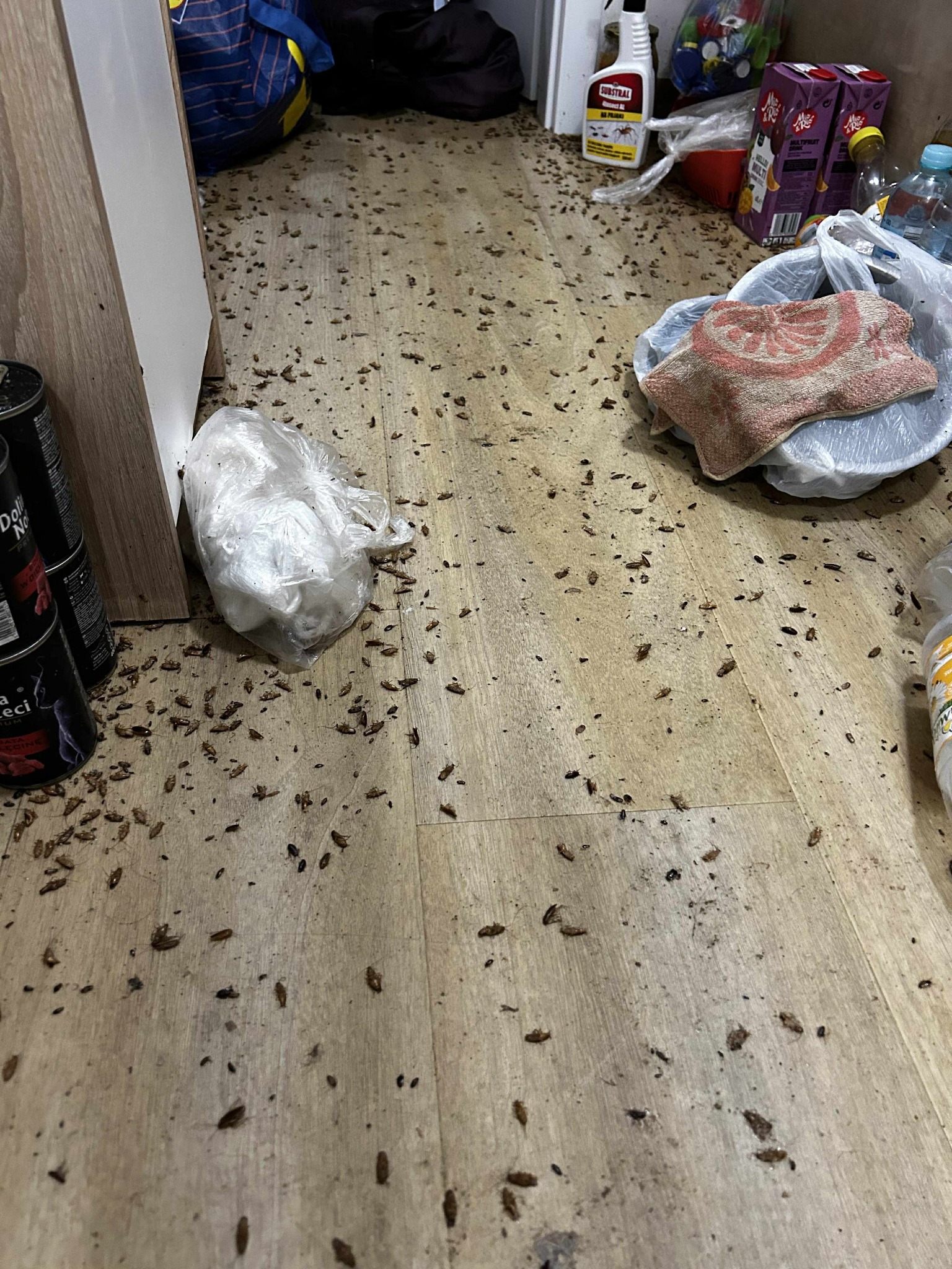 Prusaki po zabiegu zamgławiania