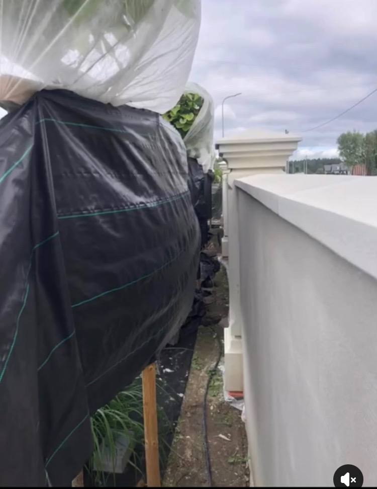 Ochrona roślin folią i plandeką przy malowaniu muru ogrodzeniowego. Świeżo pomalowany mur w kolorze złamanej bieli, widok z dołu, pochmurne niebo.