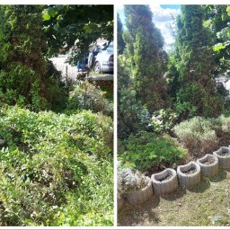 SANPERFECT SPÓŁKA Z OGRANICZONĄ ODPOWIEDZIALNOŚCIĄ - Zdjęcie 'przed i po' pielęgnacji ogrodu: zarośnięty teren z lewej, uporządkowany z tujami i obrzeżem z donic z prawej. W tle widoczny samochód.