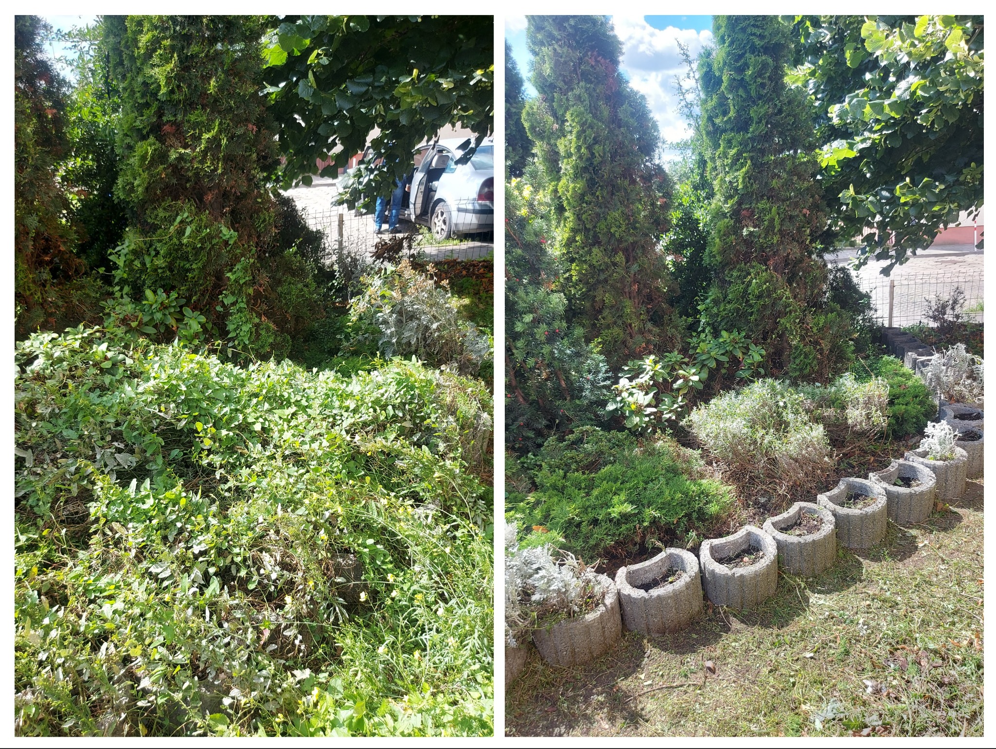 Zdjęcie 'przed i po' pielęgnacji ogrodu: zarośnięty teren z lewej, uporządkowany z tujami i obrzeżem z donic z prawej. W tle widoczny samochód.