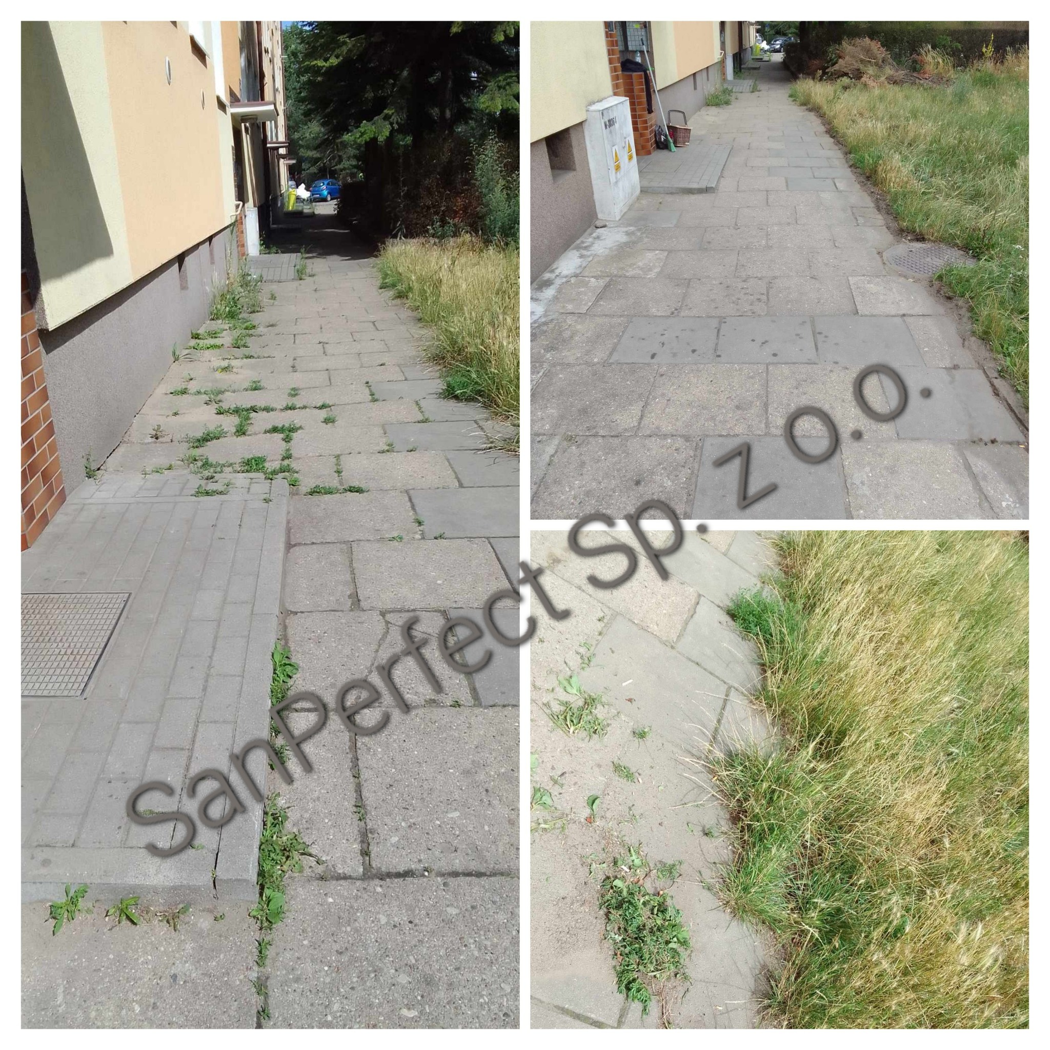 Zarośnięta kostka brukowa przed budynkiem, widoczne chwasty i trawa. Niezadbana nawierzchnia chodnika z widocznymi zabrudzeniami i porostami.