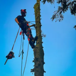 Arborysta w kasku, na linie, przy pniu obciętego drzewa, z piłą łańcuchową w uprzęży, na tle błękitnego nieba.