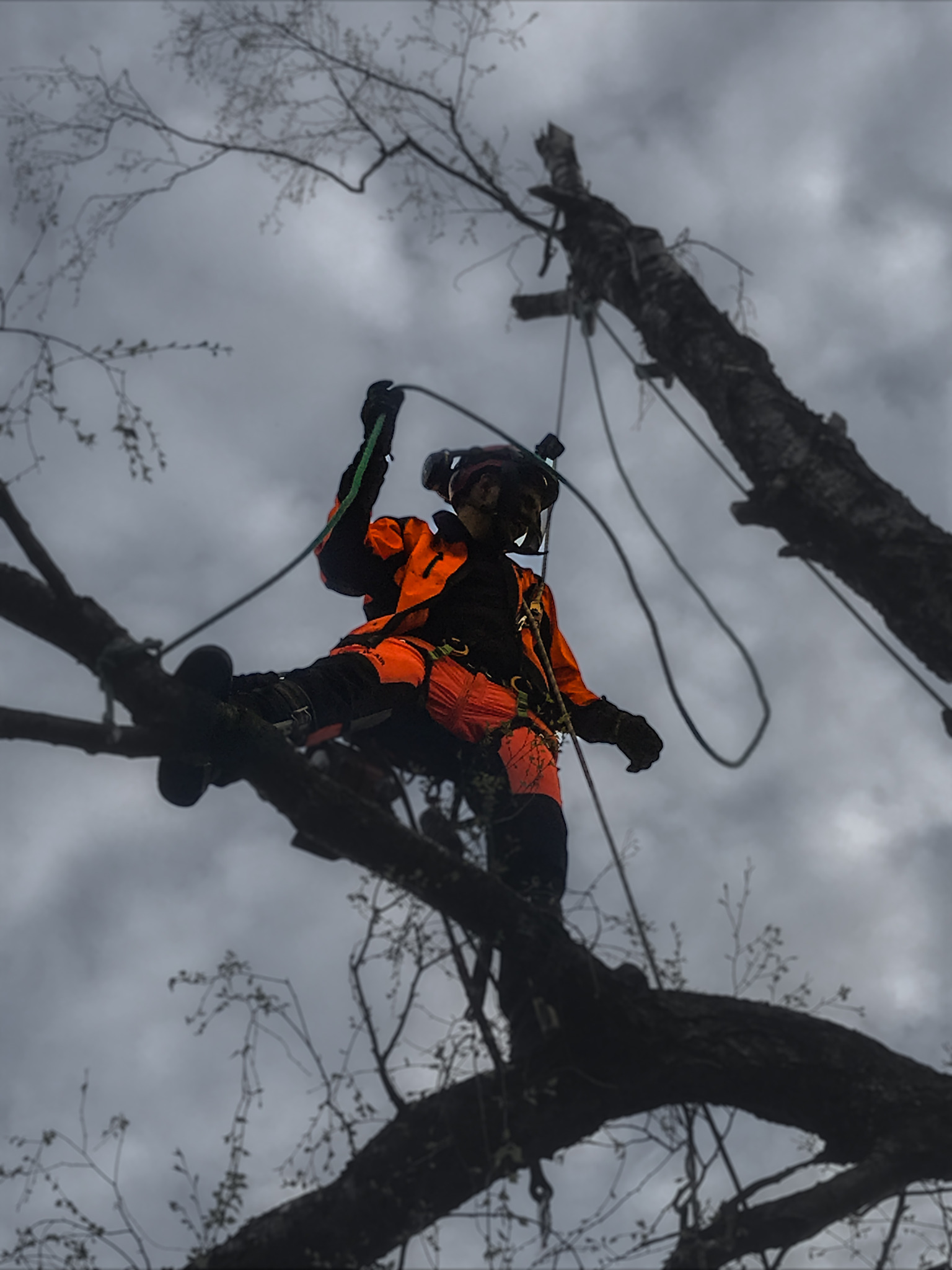 Arborysta w pomarańczowym kombinezonie, zabezpieczony linami, siedzi na gałęzi drzewa na tle pochmurnego nieba podczas pracy na wysokości.