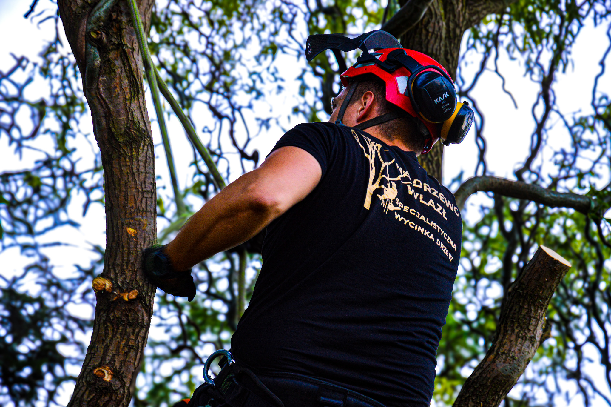 Arborysta w hełmie, z logiem firmy na koszulce, wspina się na drzewo. W tle widać gałęzie i niebo. Świeżo przycięta gałąź po prawej stronie kadru.
