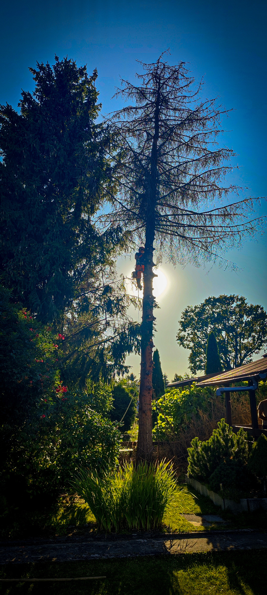 Arborysta w pomarańczowym kombinezonie na drzewie, przycina gałęzie na tle słońca i błękitnego nieba. Widoczne zielone krzewy i trawnik.