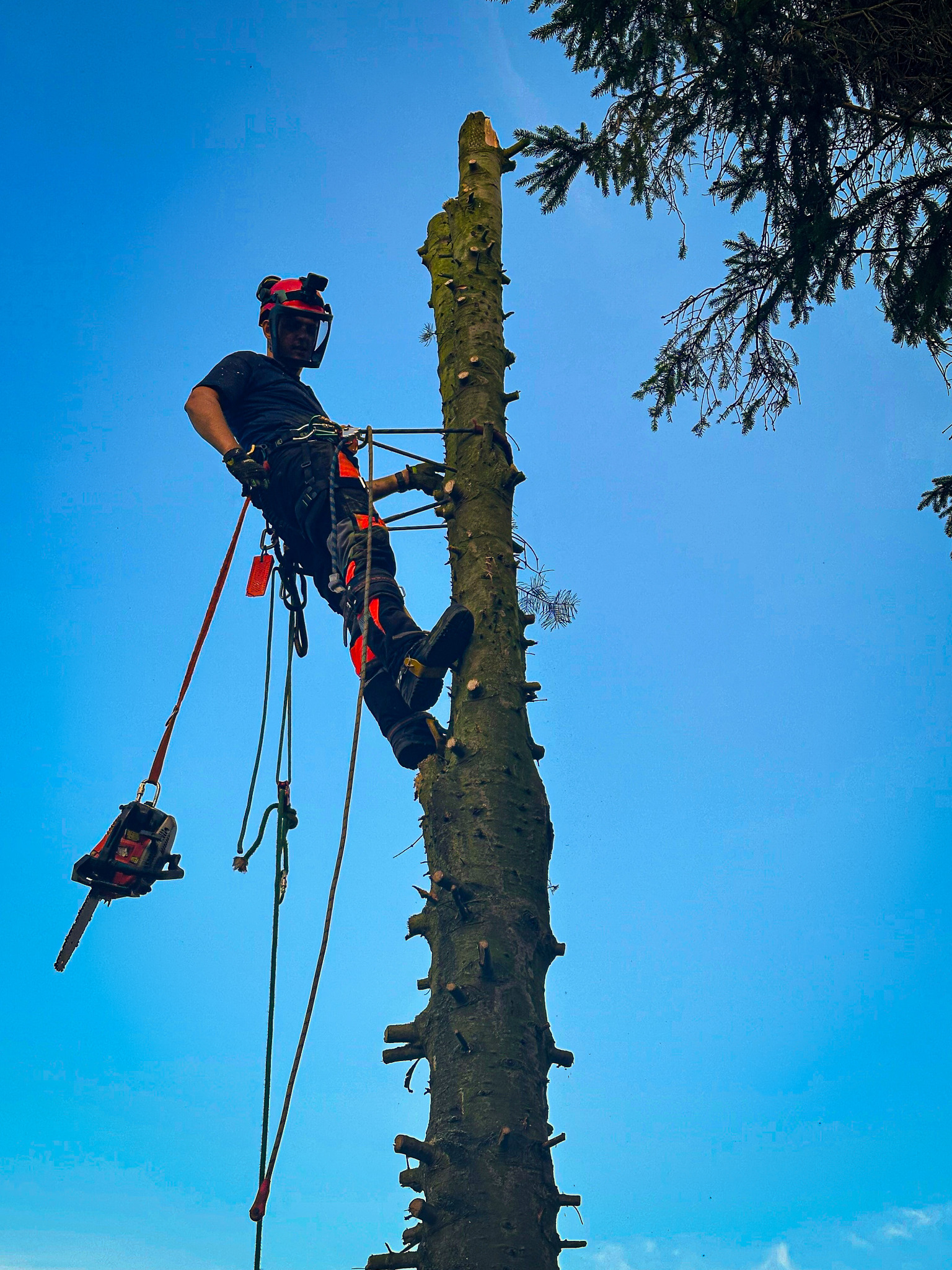 Arborysta w kasku, na linie, przy pniu obciętego drzewa, z piłą łańcuchową w uprzęży, na tle błękitnego nieba.