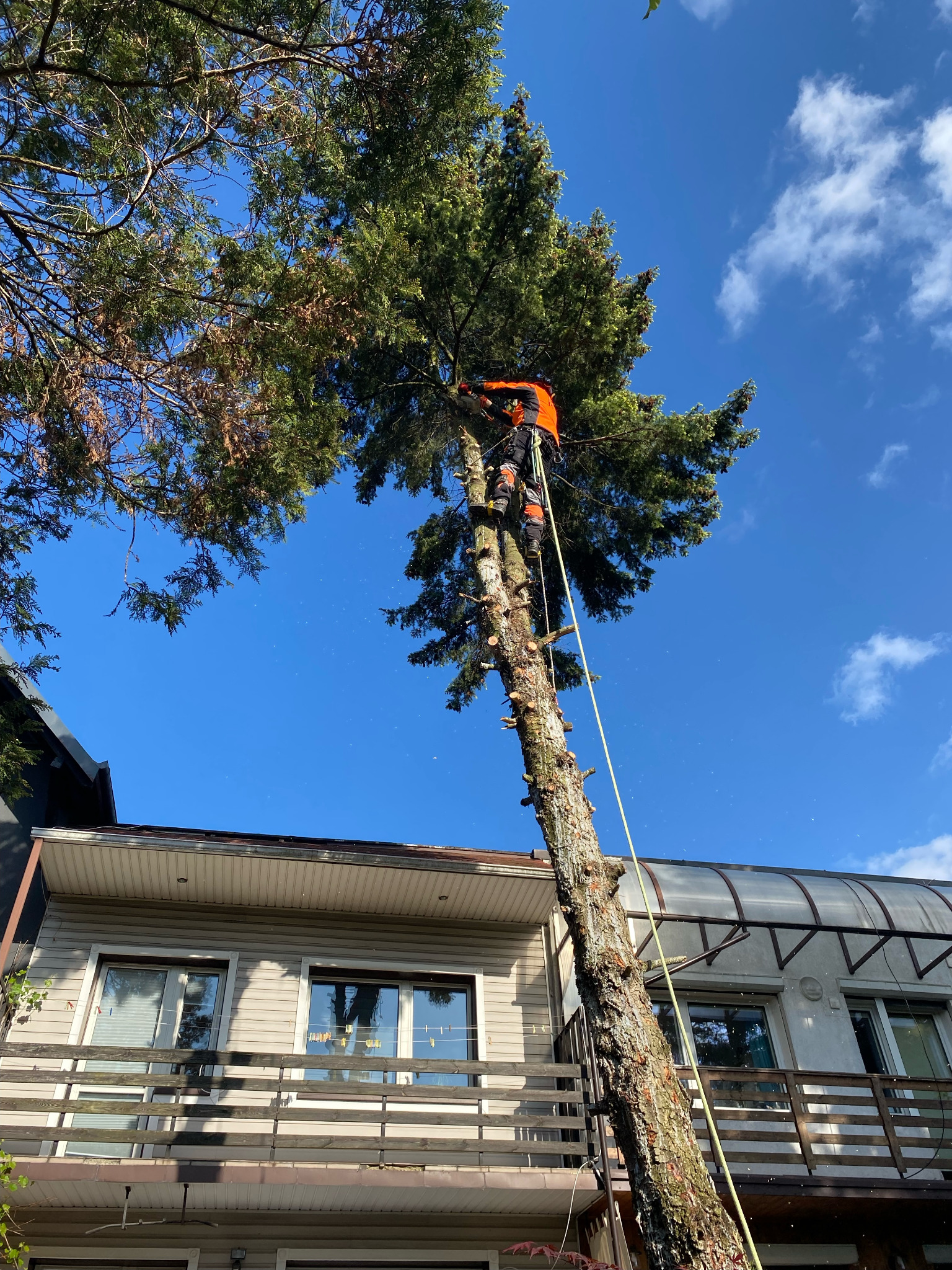 Arborysta w pomarańczowym kombinezonie, na linie, przycina wysokie drzewo iglaste na tle błękitnego nieba i budynku. W powietrzu unoszą się drobne pyłki.