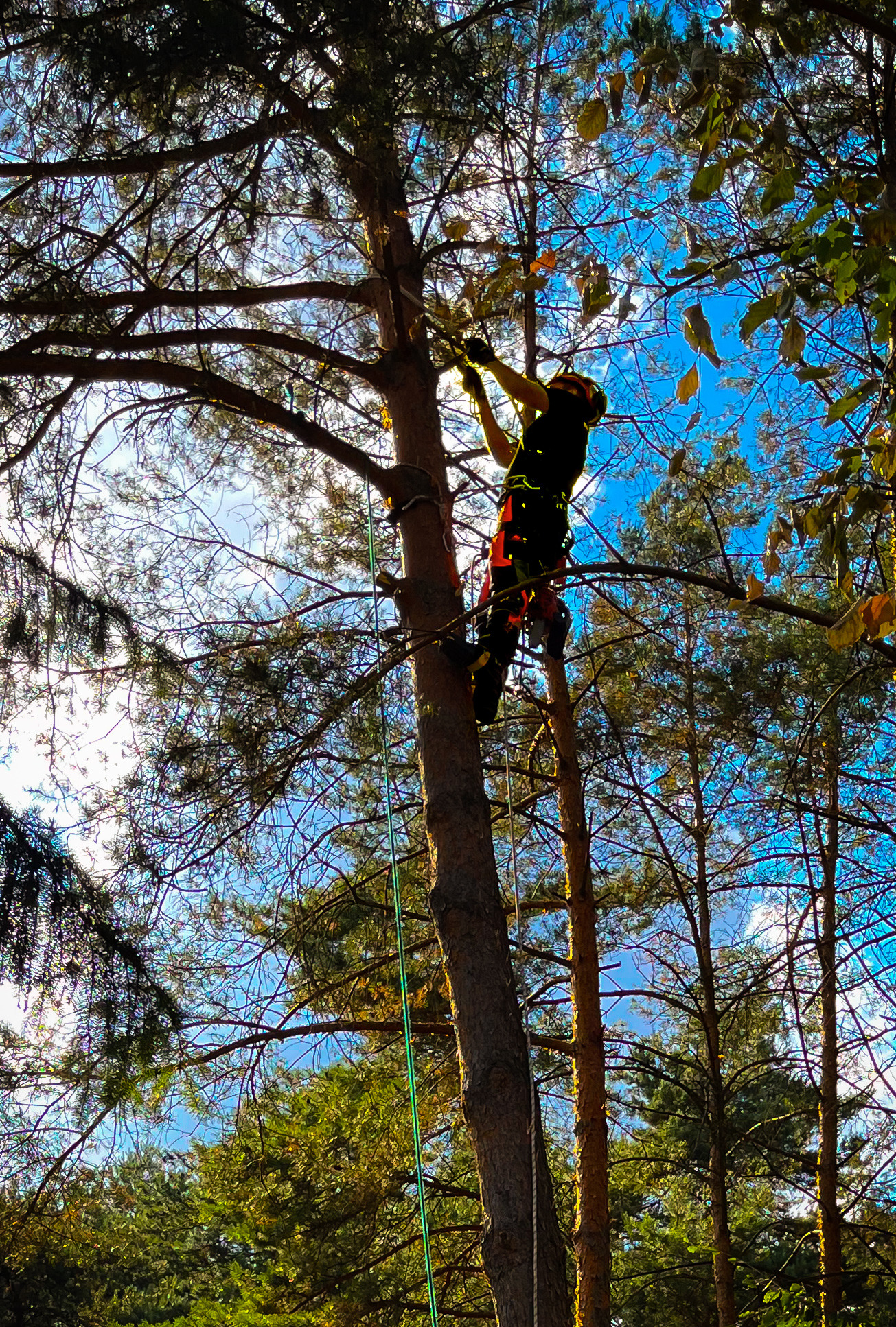 Arborysta w kasku, z linami, przycina gałęzie drzewa na tle błękitnego nieba. Praca na wysokościach, widok z dołu, drzewa iglaste i liściaste.