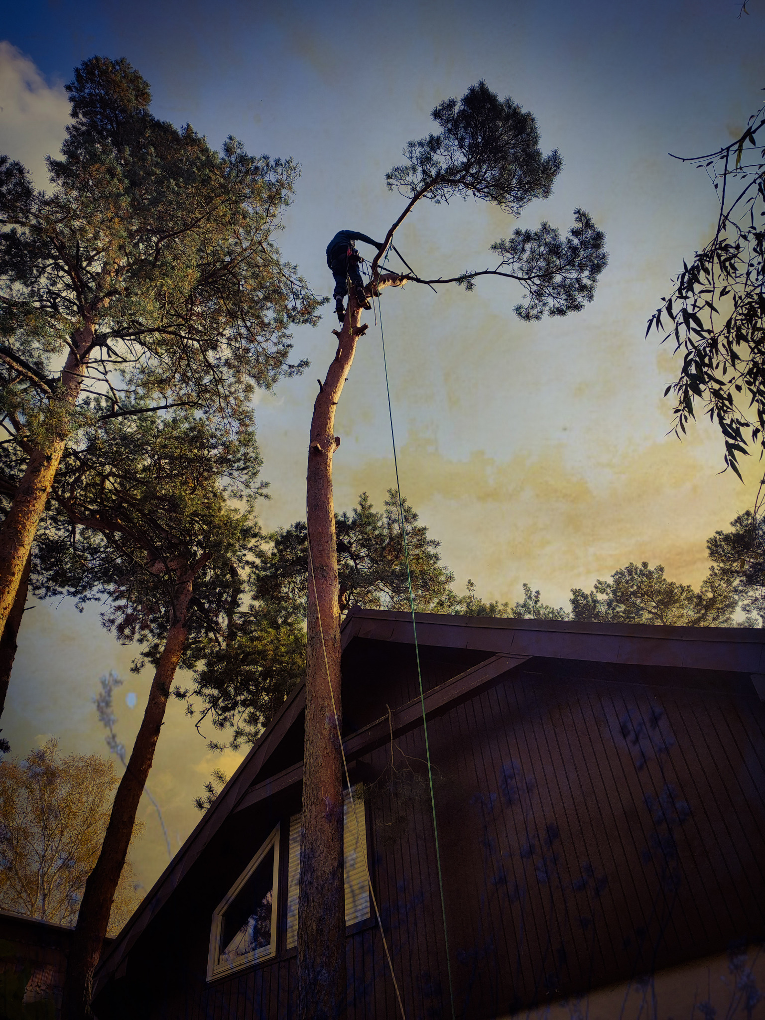 Arborysta w trakcie pracy: przycina wysokie drzewo obok domu z ciemnego drewna. Widok z dołu na sylwetkę pracownika na tle nieba.