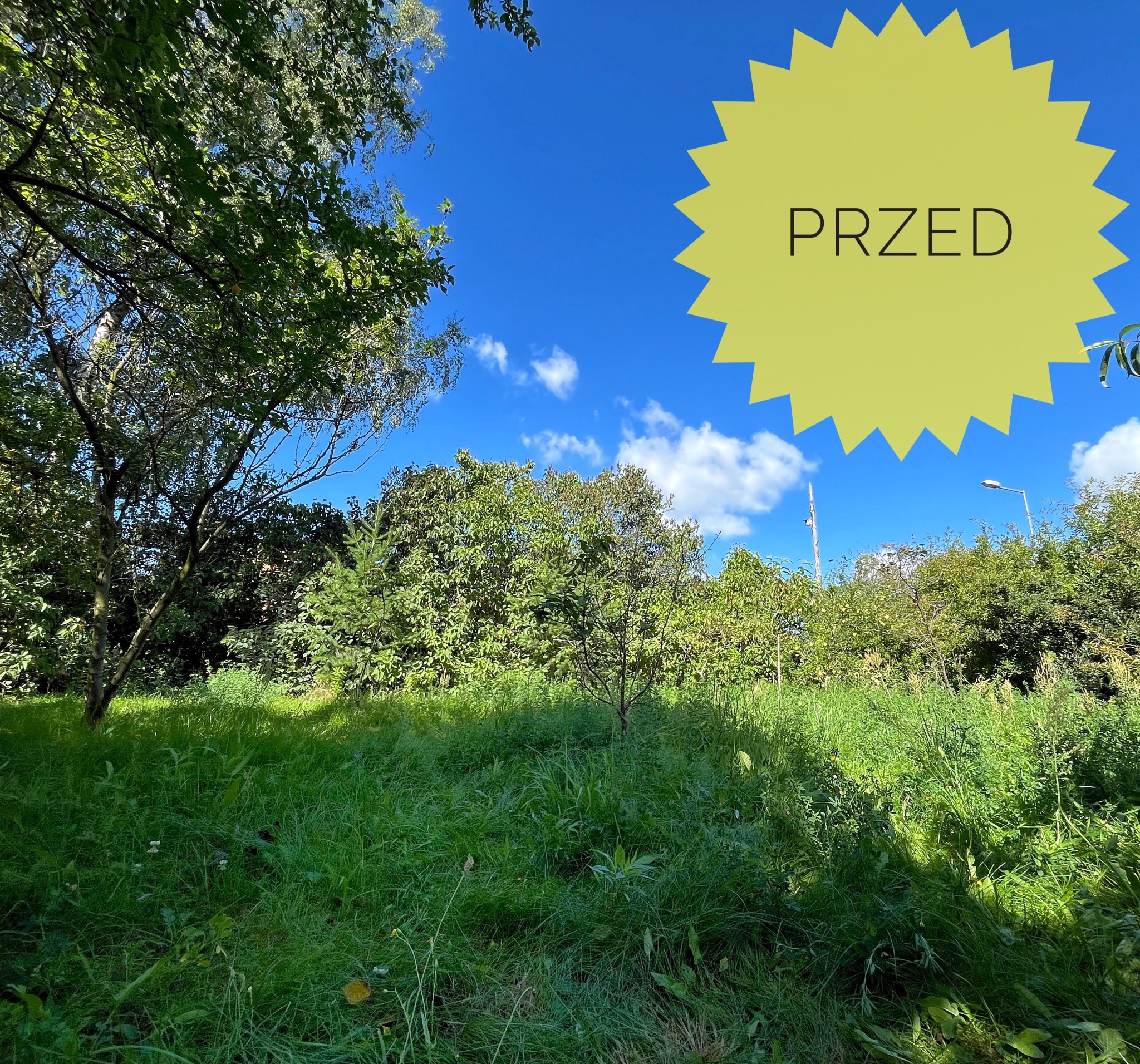 Zarośnięty trawnik z wysoką trawą i chwastami, widok z poziomu gruntu, fragment drzew i krzewów w tle, na niebie żółty napis 'PRZED' sugerujący stan przed koszeniem.
