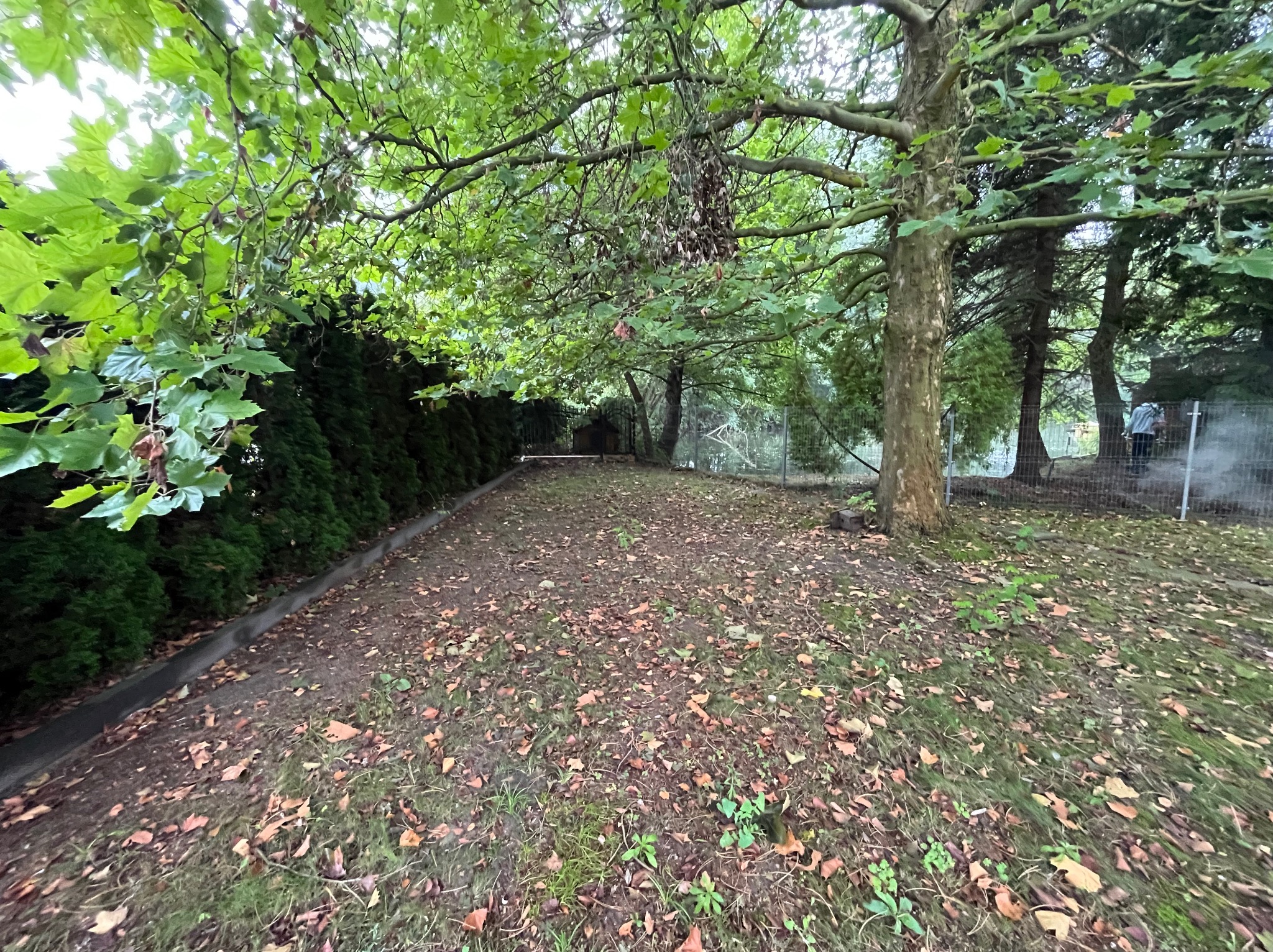 Jesienny ogród z drzewami liściastymi i iglakami. Na ziemi leżą opadłe liście. W tle widoczna siatka ogrodzeniowa i sylwetka osoby.