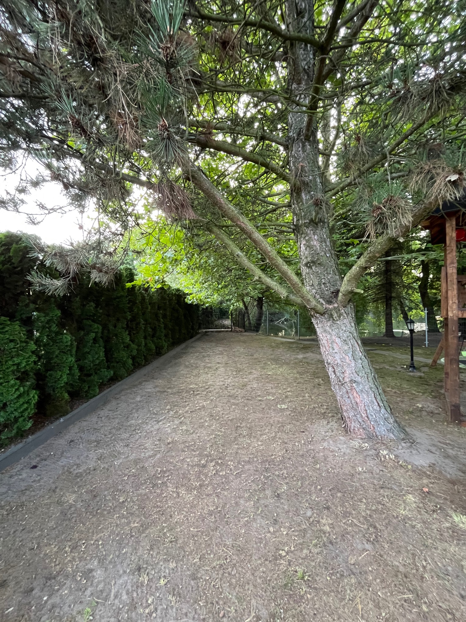 Aleja z tujami i sosną o opadających igłach, widok z perspektywy gruntu. Zielona ściana z tui kontrastuje z pniem drzewa. W tle brama i inne drzewa.