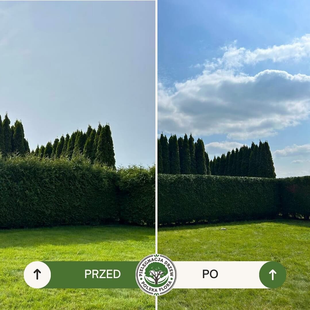 Zdjęcie 'przed i po' prezentujące równo przycięty żywopłot i zadbany trawnik, z widocznymi tujami w tle. Kontrastuje z niebem przed i po zabiegu.