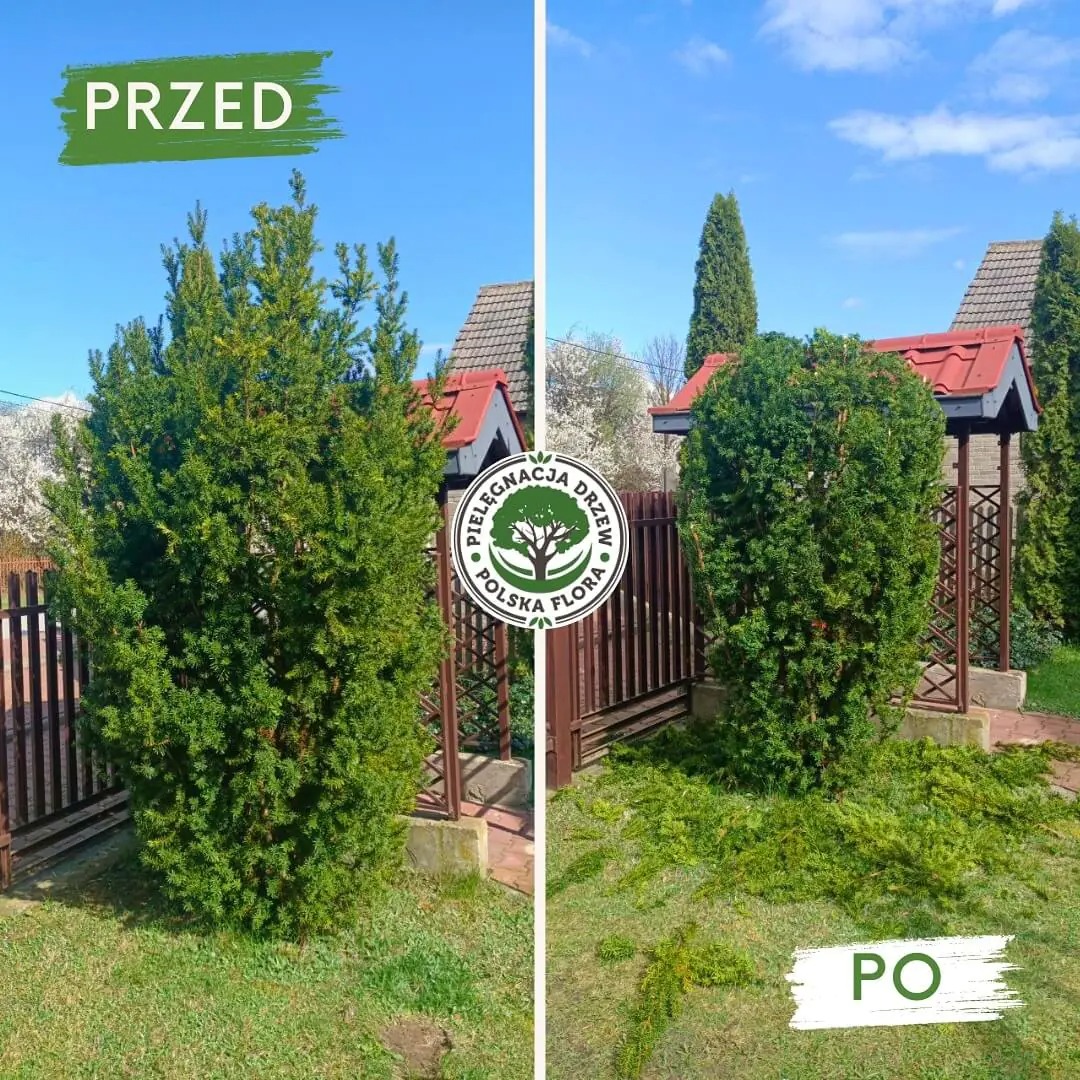 Zdjęcie 'przed i po' przycięcia krzewu iglastego przy ogrodzeniu. Po prawej stronie widoczne obcięte gałęzie na trawniku.