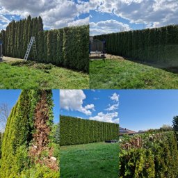 ExtremClin - Kolaż zdjęć z ogrodu: żywopłot przed i po przycięciu, z widoczną drabiną i ściętymi gałęziami, ukazujący efekt pielęgnacji drzew i krzewów w słoneczny dzień.