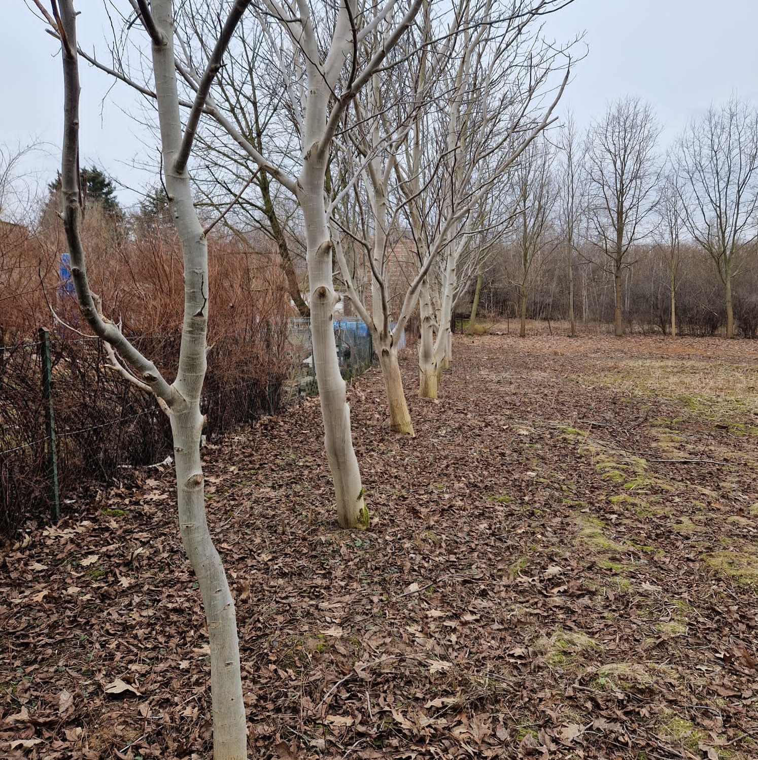 Rząd młodych drzew z białymi pniami, bez liści, posadzonych wzdłuż ścieżki pokrytej brązowymi liśćmi. Tło stanowią krzewy i drzewa, niebo pochmurne.
