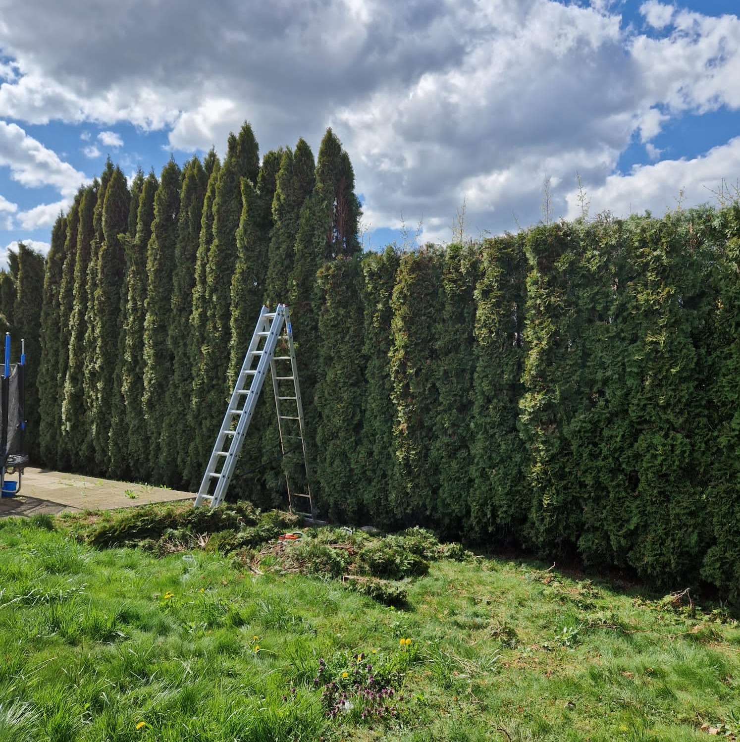 Formowane tuje po przycięciu, z drabiną opartą o żywopłot. Świeżo skoszone gałęzie na trawie. Błękitne niebo z chmurami w tle.