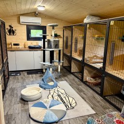 Koci Resort to wyjątkowe miejsce stworzone z myślą o kotach i ich opiekunach