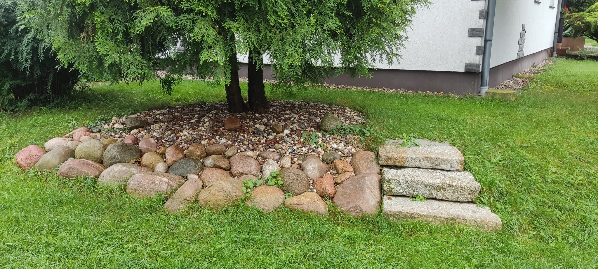 Obrzeże z kamieni i schodki z bloków skalnych wokół drzewa iglastego, na trawniku przy budynku. Dekoracyjne kamienie i kora pod drzewem. Elementy architektury ogrodowej.