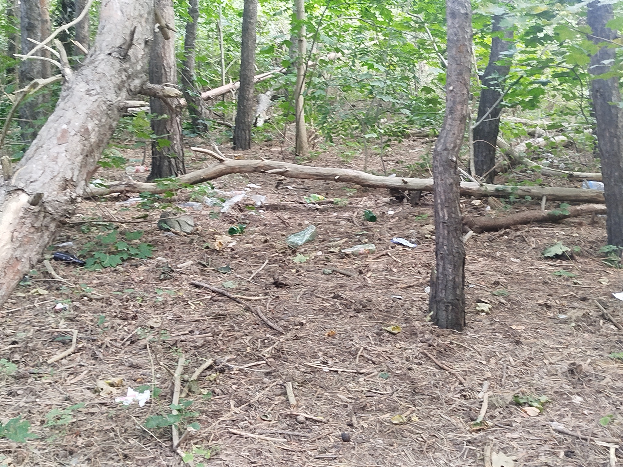 Leśne runo z butelkami i śmieciami, gałęzie drzew i zieleń w tle. Widok na zanieczyszczony teren leśny.