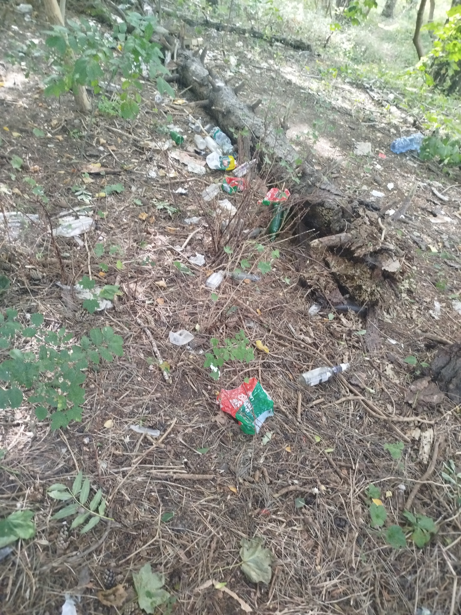 Zanieczyszczony teren leśny z widocznymi śmieciami: butelki, opakowania po jedzeniu i inne odpady porozrzucane wśród gałęzi i liści. Widok na zarośnięte zbocze.