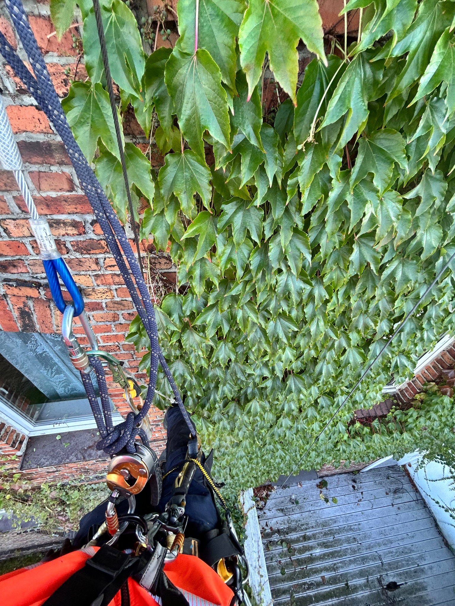 Prace wysokościowe: Widok z góry na pracownika zabezpieczonego linami, usuwającego bluszcz z ceglanej ściany budynku. Zastosowano sprzęt asekuracyjny.