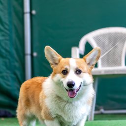 bxrt.studio - Uśmiechnięty pies rasy corgi na zielonym tle z plastikowym krzesłem. Jasne, naturalne światło.