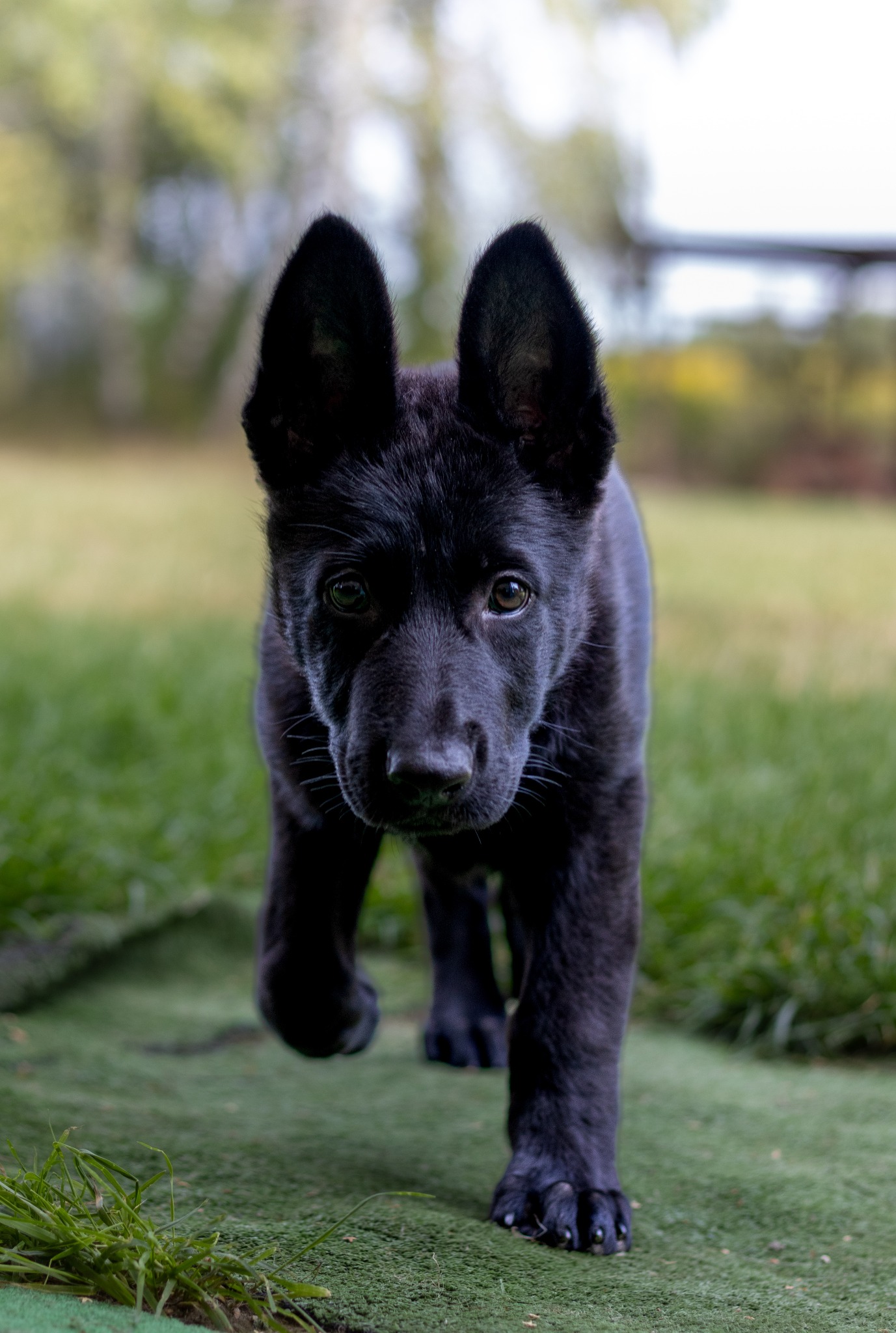 Portret szczeniaka owczarka niemieckiego o czarnym umaszczeniu, stojącego na sztucznej trawie z rozmytym tłem zieleni.