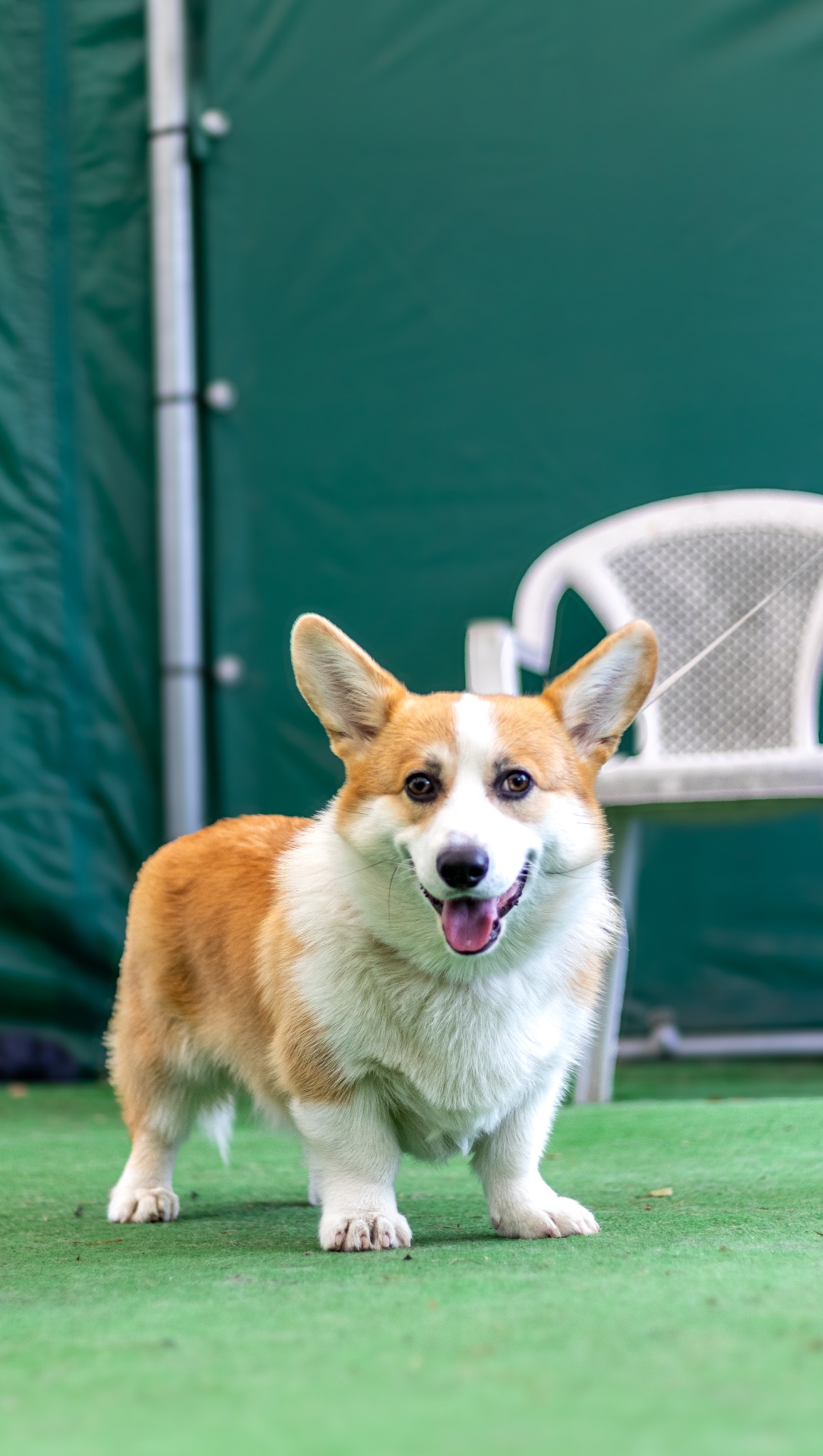 Uśmiechnięty pies rasy corgi na zielonym tle z plastikowym krzesłem. Jasne, naturalne światło.