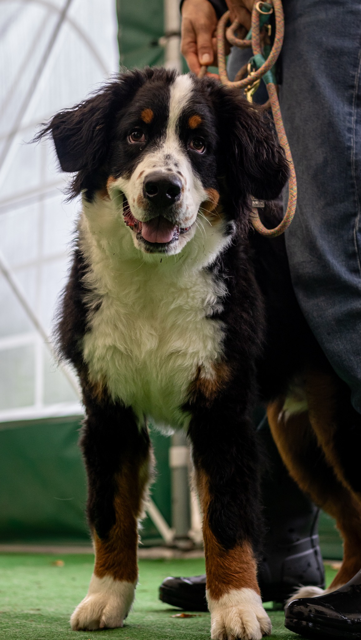 Uśmiechnięty szczeniak berneński z białą krawatką i brązowymi znaczeniami na tle zielonej trawy i fragmentu namiotu, trzymany na smyczy przez osobę w jeansach.