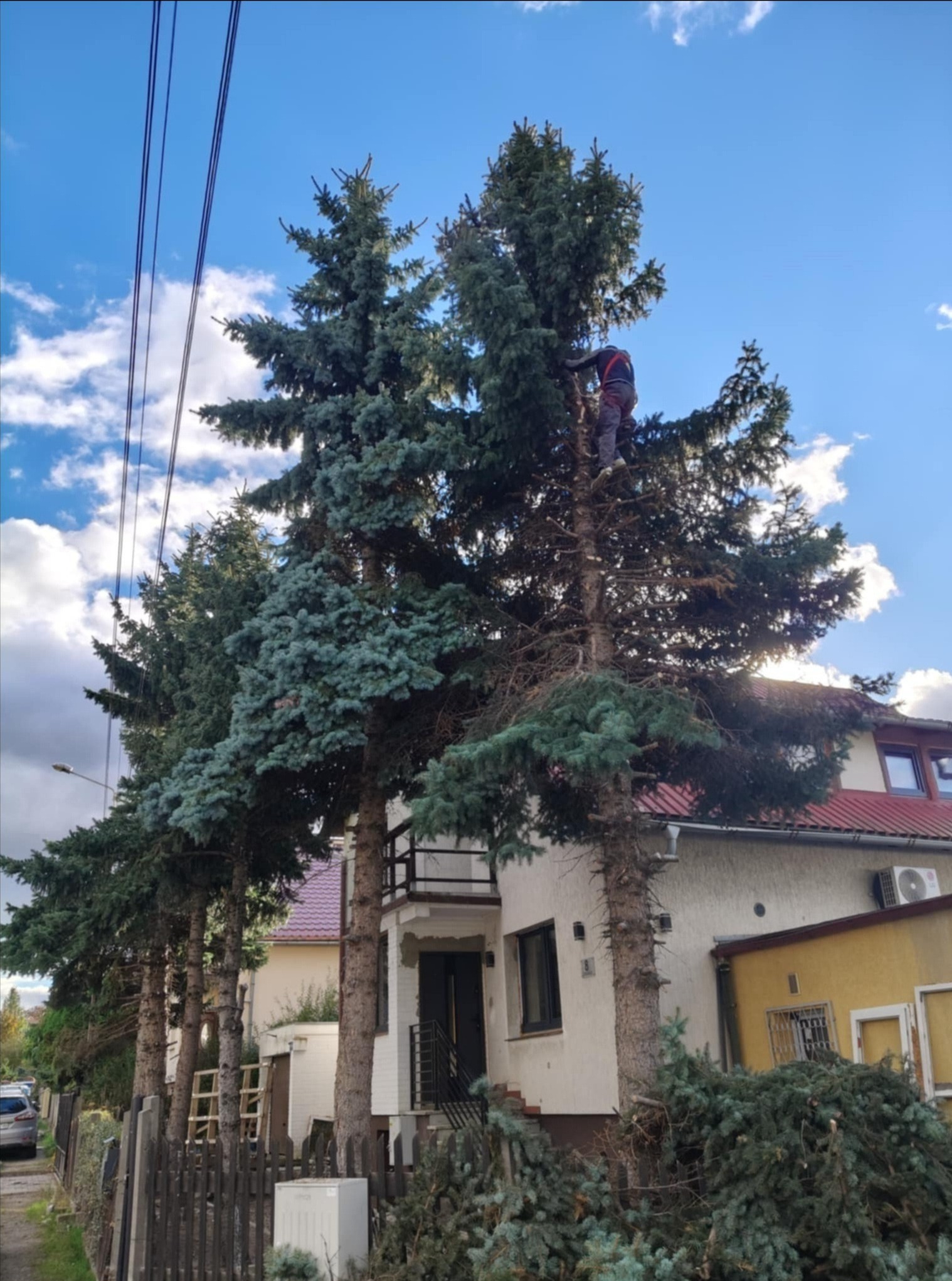 Arborysta przycina wysokie świerki przed domem. W tle błękitne niebo z chmurami. Na ziemi leżą obcięte gałęzie, co sugeruje etap wycinki.