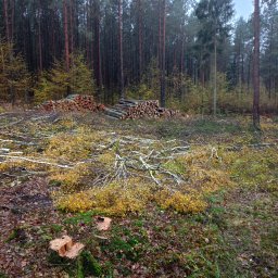 USL SYNCHRO - Sadzenie Roślin Olsztynek