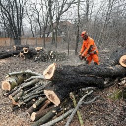 Wycinka drzew Olsztynek 1