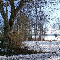 Drzewo przy linii energetycznyej plus brama i ogrodzenie z siatki.nasz firma poradzi sobie z każdym drzewem.