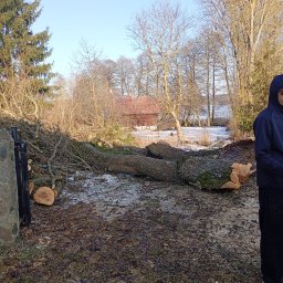 Wycinka drzew Olsztynek 3